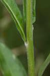 Tatarian aster